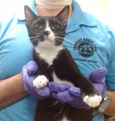 Shelter Stray Female Cat last seen Near BLOCK N MIA CT, 3599 NW 79th Ave, Doral, FL 33122, USA