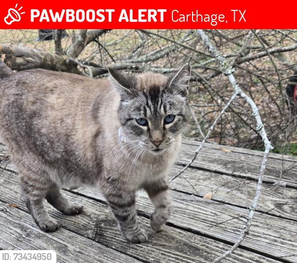Lost Female Cat last seen Ez mart, crossing railroad track Est. Neal st., Carthage, TX 75633