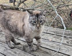 Lost Female Cat last seen Ez mart, crossing railroad track Est. Neal st., Carthage, TX 75633