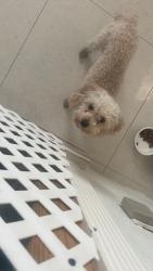 Found/Stray Male Dog last seen Driftwood park, Hollywood, FL 33024