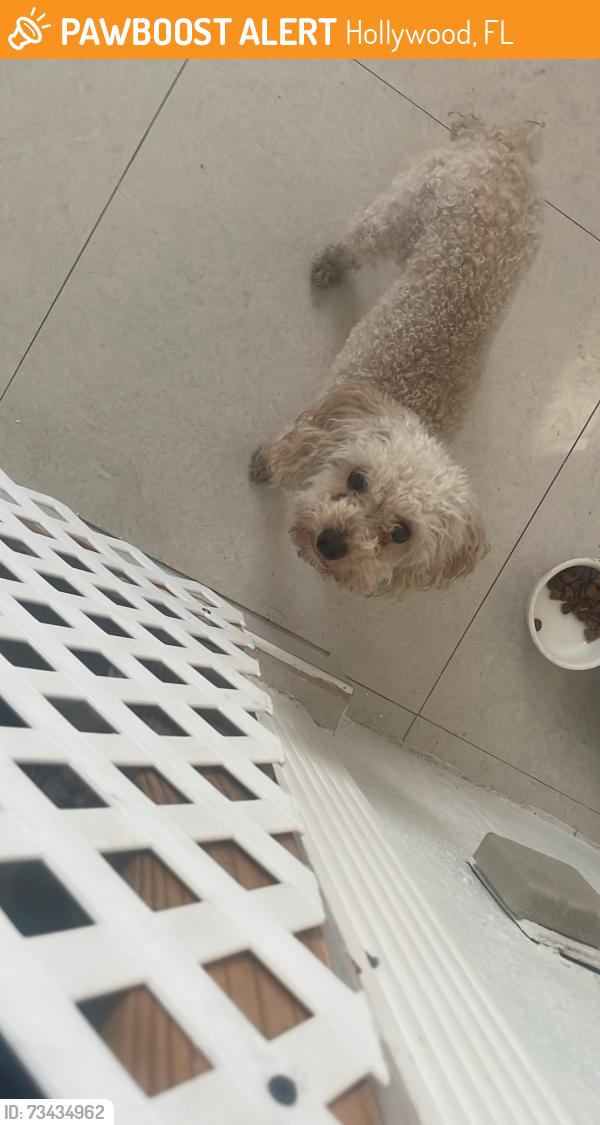 Found/Stray Male Dog last seen Driftwood park, Hollywood, FL 33024