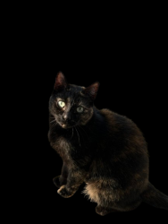 Reunited Female Cat last seen Hadley Farm Dr and Ebenezer Rd, Marietta, GA 30066