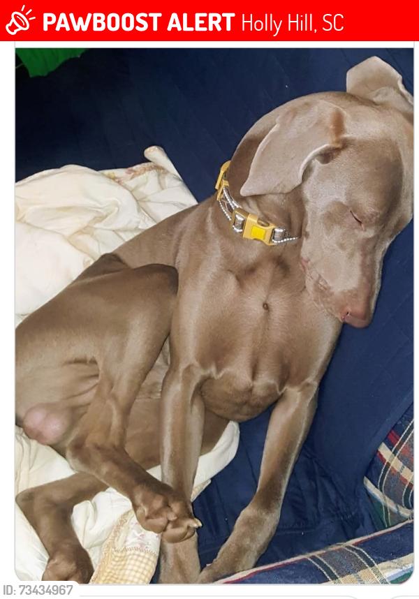 Lost Male Dog last seen Peake Street Holly Hill, South Carolina 29059, Holly Hill, SC 29059