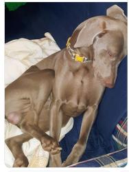 Lost Male Dog last seen Peake Street Holly Hill, South Carolina 29059, Holly Hill, SC 29059