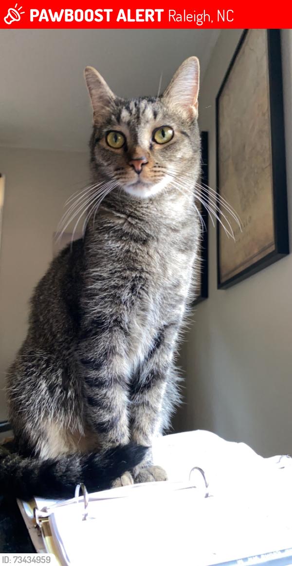 Lost Male Cat last seen Near oak park, Raleigh, Raleigh, NC 27612