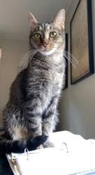 Lost Male Cat last seen Near oak park, Raleigh, Raleigh, NC 27612