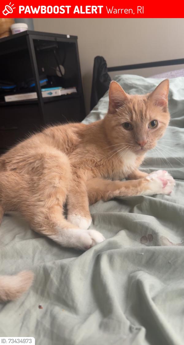 Lost Male Cat last seen Church street, Baker street, State street, Miller street, Warren, RI 02885