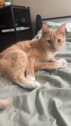 Lost Male Cat last seen Church street, Baker street, State street, Miller street, Warren, RI 02885