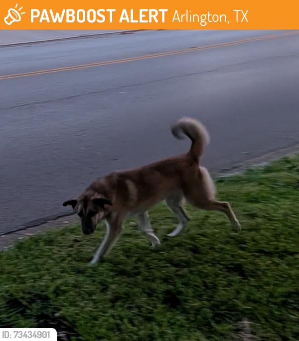 Found/Stray Male Dog last seen East Mitchell and Mary St., Arlington, TX 76010