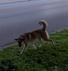 Found/Stray Male Dog last seen East Mitchell and Mary St., Arlington, TX 76010