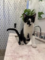 Reunited Male Cat last seen Eastern Ave/ city Terrence, Los Angeles, CA 90063