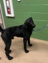 Shelter Stray Male Dog last seen Riley St, 29624, Anderson County, SC, 1320 US-29, Anderson, SC 29626, USA