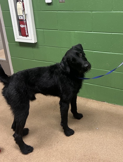 Shelter Stray Male Dog last seen Riley St, 29624, Anderson County, SC, 1320 US-29, Anderson, SC 29626, USA