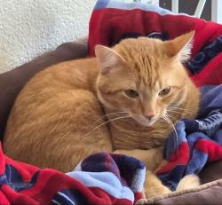 Lost Male Cat last seen Fieldstone apmts, Gaines Township, MI 49316