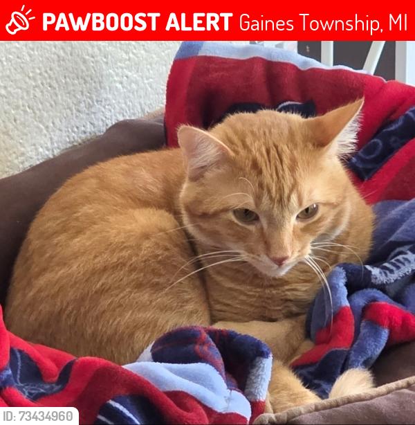 Lost Male Cat last seen Fieldstone apmts, Gaines Township, MI 49316