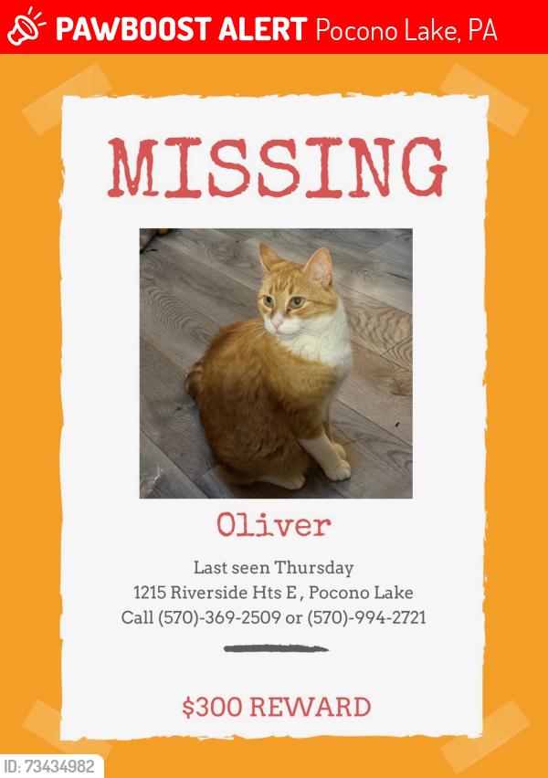 Lost Male Cat last seen Locust ridge rd, Pocono Lake, PA 18347