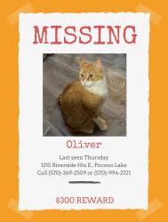 Lost Male Cat last seen Locust ridge rd, Pocono Lake, PA 18347