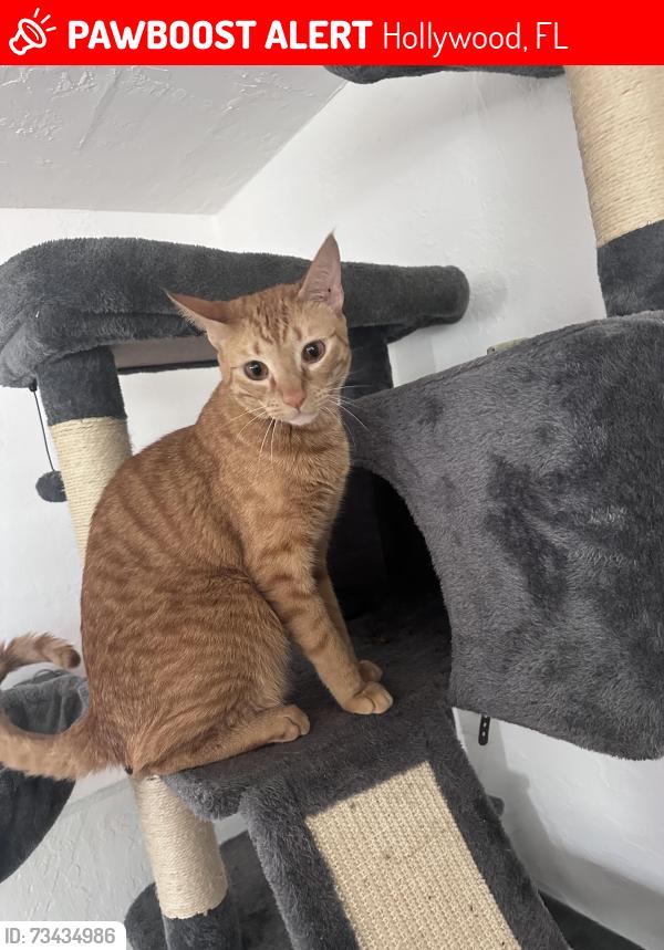Lost Male Cat last seen Johnson and 58th, Hollywood, FL 33021