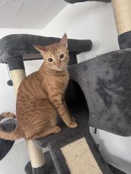 Lost Male Cat last seen Johnson and 58th, Hollywood, FL 33021