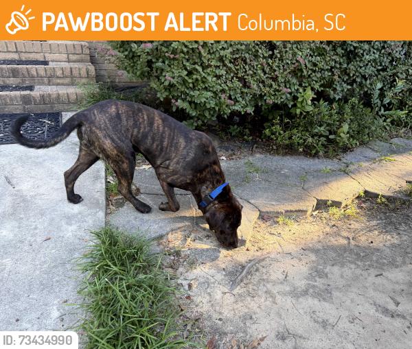 Found/Stray Male Dog last seen Hallbrook, Columbia, SC 29209
