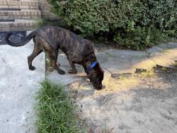 Found/Stray Male Dog last seen Hallbrook, Columbia, SC 29209