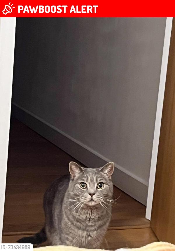 Lost Male Cat last seen Near nelson hall nn1 3rs, West Northamptonshire, England NN1 3RS