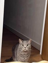 Lost Male Cat last seen Near nelson hall nn1 3rs, West Northamptonshire, England NN1 3RS