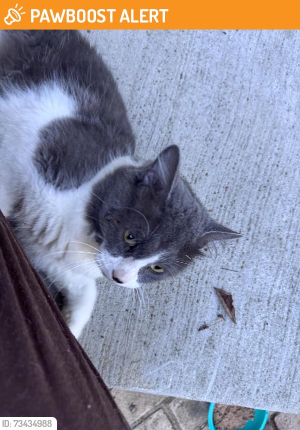 Found/Stray Male Cat last seen Lake Oakland Shores and walton, Waterford Township, MI 48329