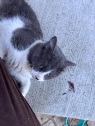 Found/Stray Male Cat last seen Lake Oakland Shores and walton, Waterford Township, MI 48329