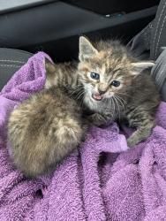 Found/Stray Unknown Cat last seen Kirk, San Antonio, TX 78225