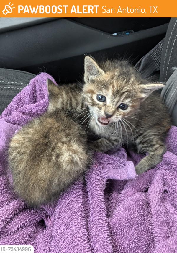 Found/Stray Unknown Cat last seen Kirk, San Antonio, TX 78225