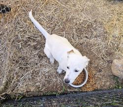 Found/Stray Female Dog last seen San Lee Park, Lee County, NC 27330