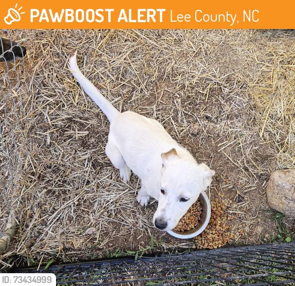 Found/Stray Female Dog last seen San Lee Park, Lee County, NC 27330