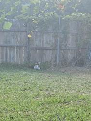 Found/Stray Unknown Dog last seen Near S 7th St, Conroe, TX 77301