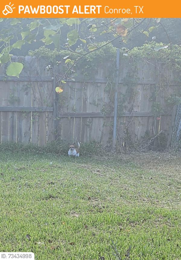 Found/Stray Unknown Dog last seen Near S 7th St, Conroe, TX 77301