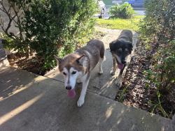 Reunited Female Dog last seen Montego Breeze Labe in Mar Vida, Houston, TX 77433