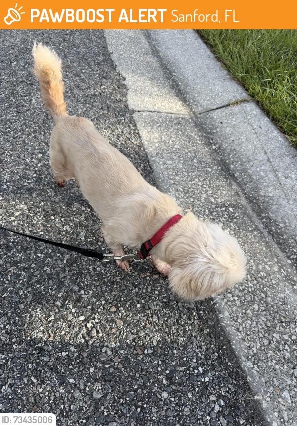 Found/Stray Unknown Dog last seen Daffadil terr, Sanford, FL 32771
