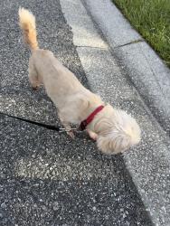 Found/Stray Unknown Dog last seen Daffadil terr, Sanford, FL 32771