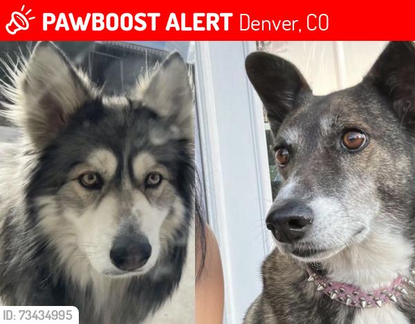 Lost Female Dog last seen Montbello Recreational park,, Denver, CO 80239