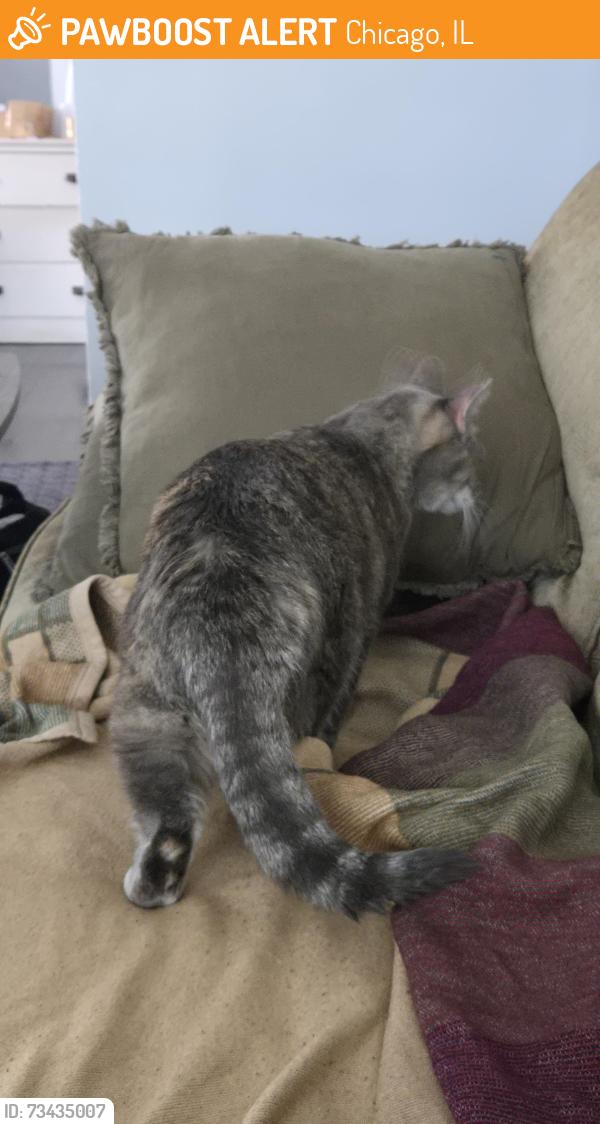 Found/Stray Unknown Cat last seen W Lexington St and Homan Ave, Chicago, IL 60624