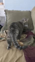 Found/Stray Unknown Cat last seen W Lexington St and Homan Ave, Chicago, IL 60624