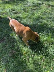 Found/Stray Male Dog last seen Near four corners park in Murray Hill, Jacksonville, FL 32204