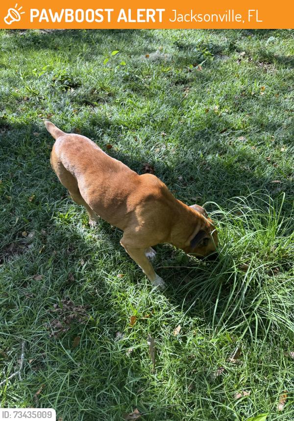 Found/Stray Male Dog last seen Near four corners park in Murray Hill, Jacksonville, FL 32204