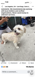 Lost Female Dog last seen McKinley elementary school, Los Angeles, CA 90001