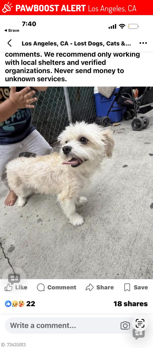 Lost Female Dog last seen McKinley elementary school, Los Angeles, CA 90001