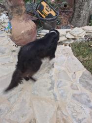 Found/Stray Female Dog last seen Bitters, San Antonio, TX 78248