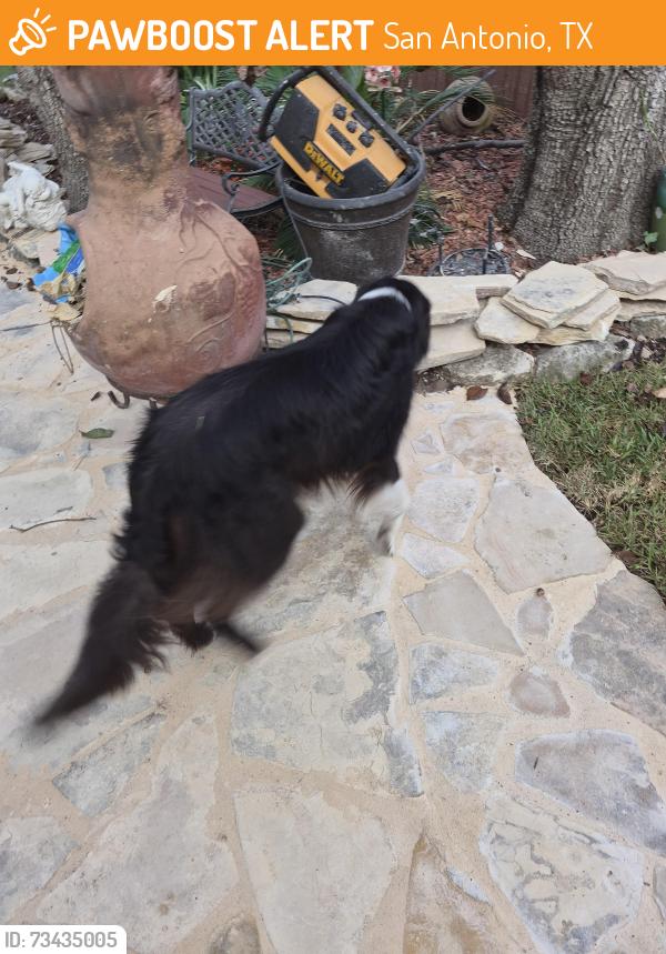 Found/Stray Female Dog last seen Bitters, San Antonio, TX 78248