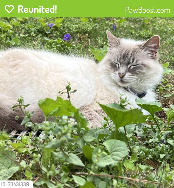 Reunited Female Cat last seen Dial Way and Greenridge Circle, Dial Heights neighborhood, Stone Mountain, GA 30083