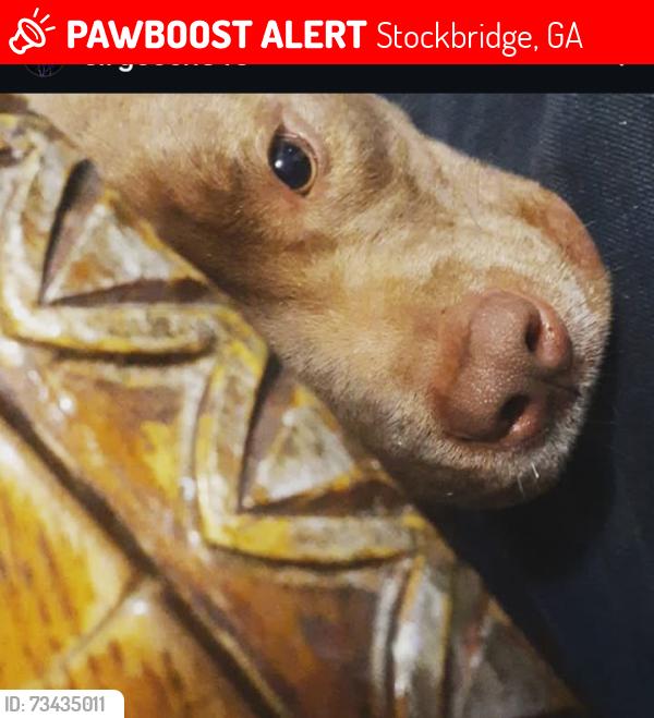 Lost Male Dog last seen Snap finger farms and hambrick creek, Stockbridge, GA 30281