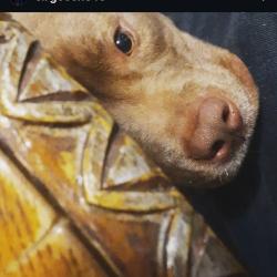 Lost Male Dog last seen Snap finger farms and hambrick creek, Stockbridge, GA 30281